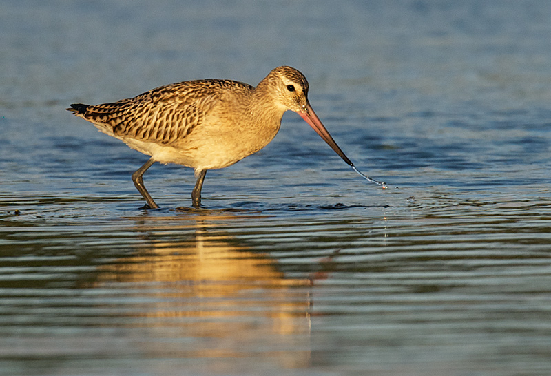 Lappspove - Bar-tailed godwit (Limosa lapponica) .jpg